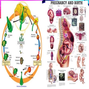 The Cell Cycle - Mitosis