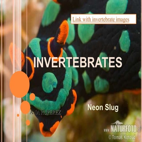 Invertebrates