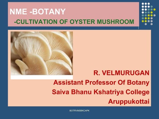 Cultivation of oyster mushroom | PPTX | Woodworking | Arts and Crafts