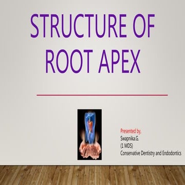 structure of root apex