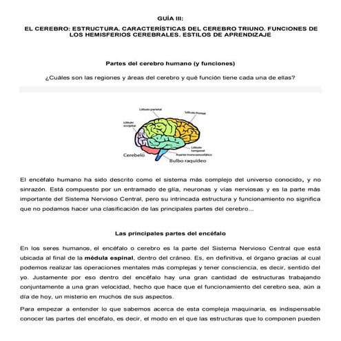 5. Guía III-El Cerebro, estructura y funciones.pdf