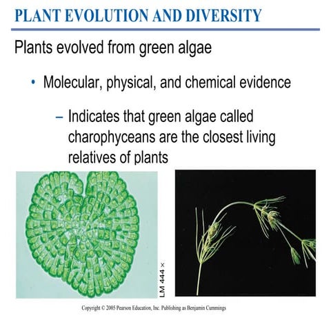 5. Plant diversity-Bryophytes.ppt