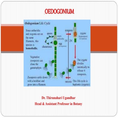 5 . Oedogonium & Chara. Dr. Thirunahari Uagandhar ppt