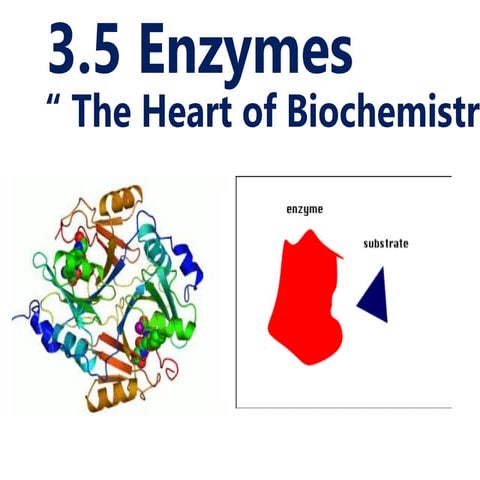 5. Biochemistry of enzymes edited 2024.pptx