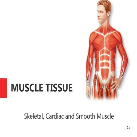 5.Muscle tissue.pptx cell and tissue organization