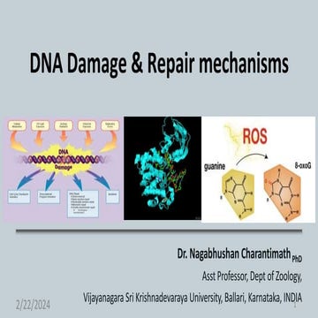 DNA damage and repair mechanism 