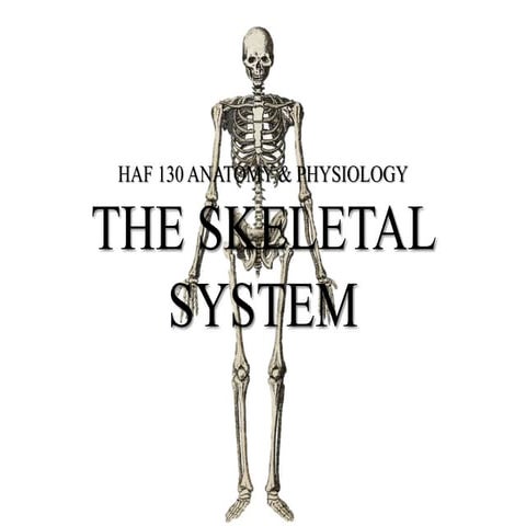 THE SKELETAL SYSTEM - The functions of bone Classification and structures of ...