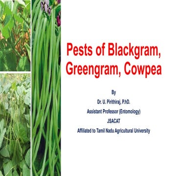 Pests of Blackgram, greengram, cowpea_Dr.UPR.pdf
