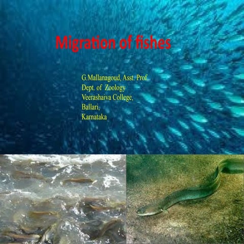 Fish Migration | PPTX