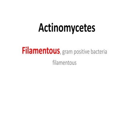 Actinomycetes