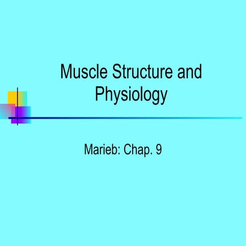 5.a&p i muscle2010