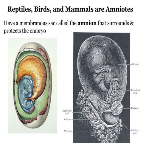 Phylum Chordata - Class Reptilia, Aves, and Mammalia