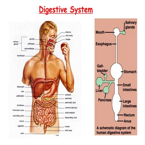 5 d00712b260-2.-digestive-system