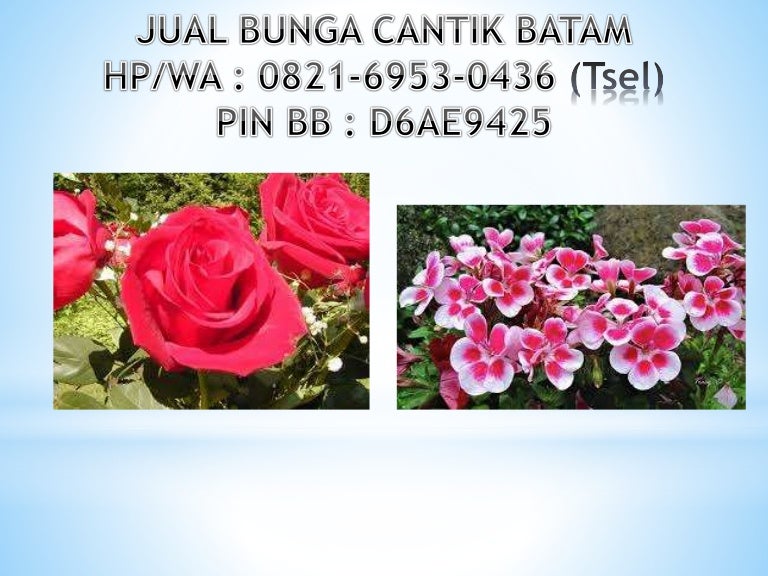 16+ Gambar Bunga Cantik Untuk Pp Wa - Galeri Bunga HD