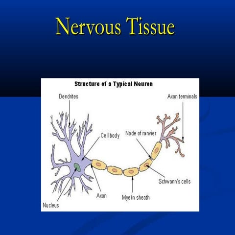 what is nervous tissue