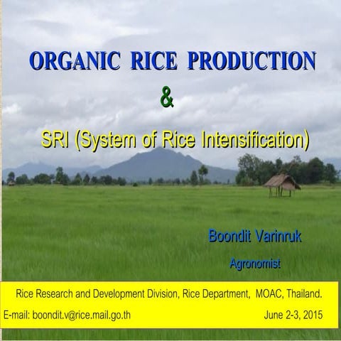 Organic Rice Production and SRI - Mr. Boondit Varinruk | PDF