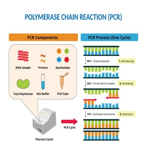 5- PCR, recombinant DNA, RFLP, blotting pdf.pptx