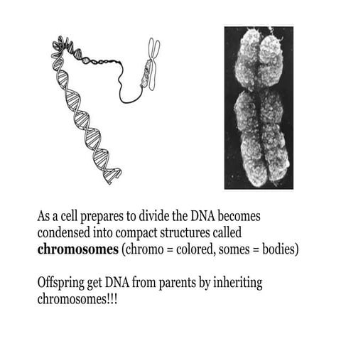 Multiple Alleles, Sickle Cell Evolution, Pedigrees, & Sex Linkage