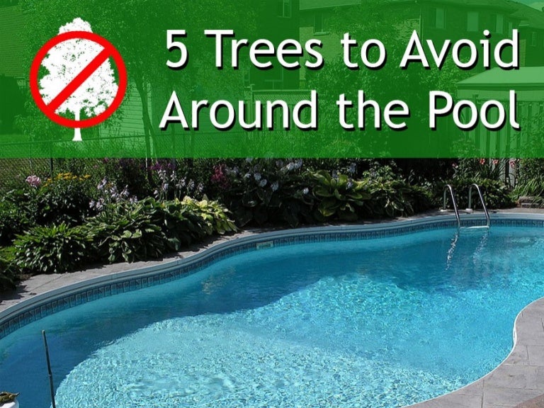 5 Trees to Avoid Around Your Pool