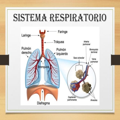 507808619-Respiratorio.pptx fffffffffffffffffffff