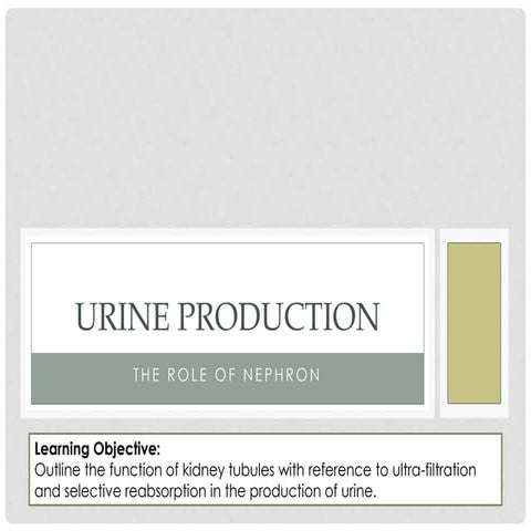 Urine Production