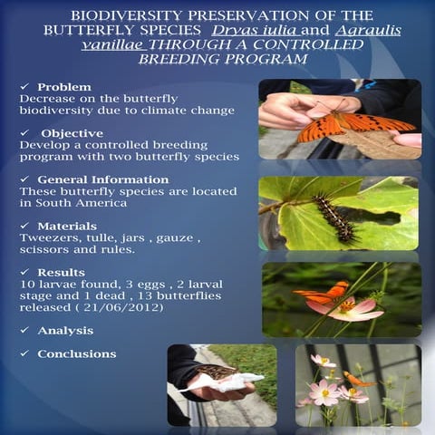 Butterflies poster | PDF