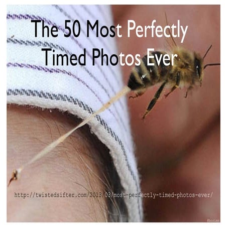 50 most perfectly timed photos fin