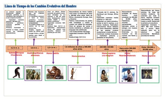 Linea De Tiempo Evolucion Del Genero Homo Timeline