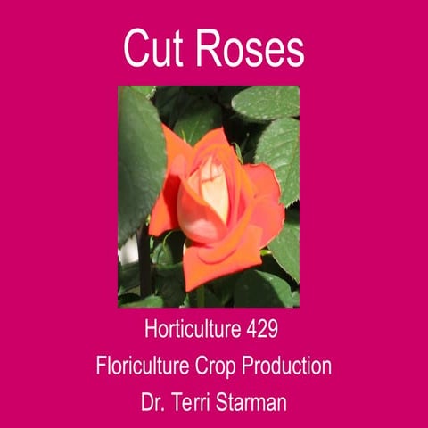 Rose flower production techniques and propagation.ppt
