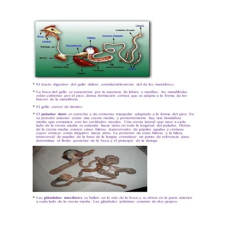 51648613 aparato-digestivo-de-la-gallinaclase9