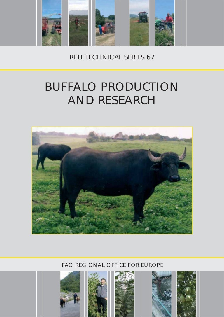 buffalo production and reseach