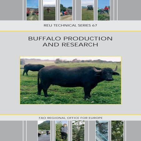 buffalo production and reseach