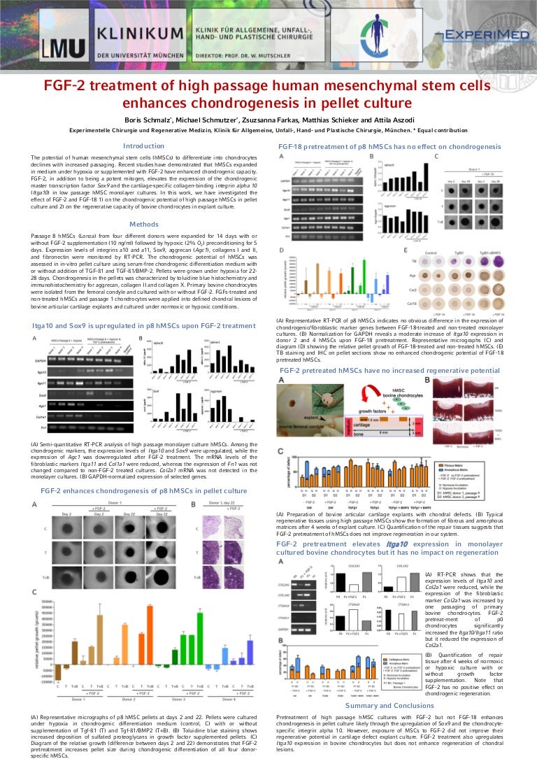 Fgf 2 Treatment Of High Passage Human Mesenchymal Stem Cells Enhances