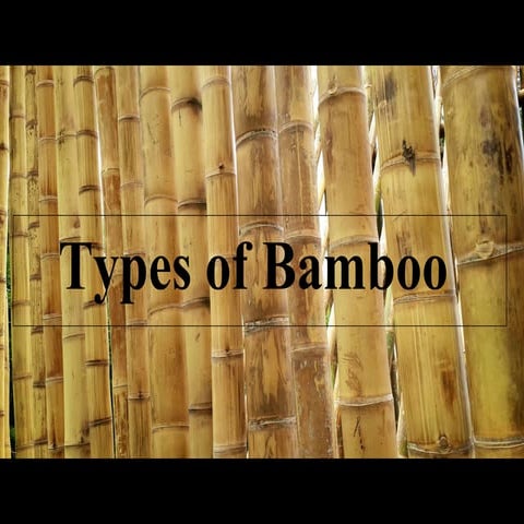 Types of Bamboo