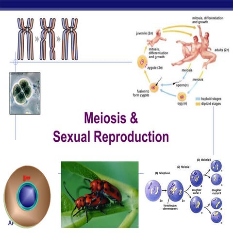 55 ch12meiosis2008