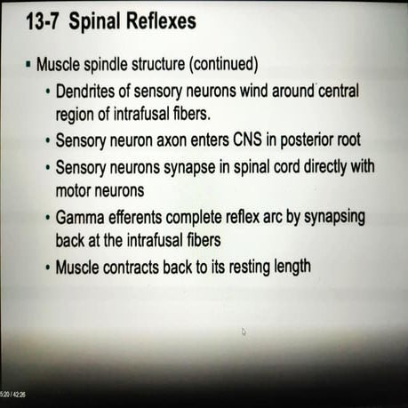 Spinal cord reflexes | PPT