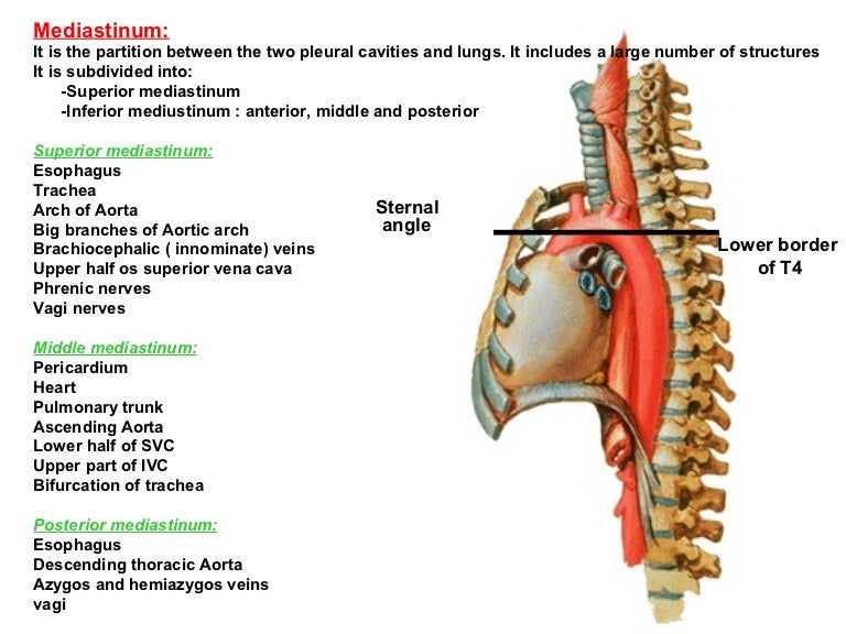 56 mediastinum