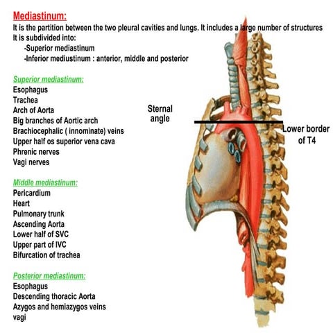 56 mediastinum