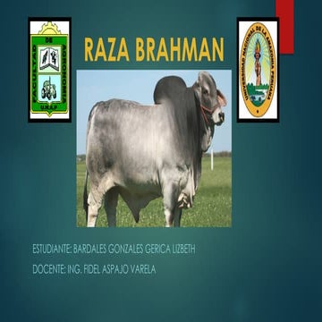 563728328-Bardales-Gonzales-Raza-Brahman.pptx