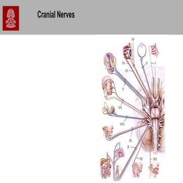 5 6 cranial nerves.pptx