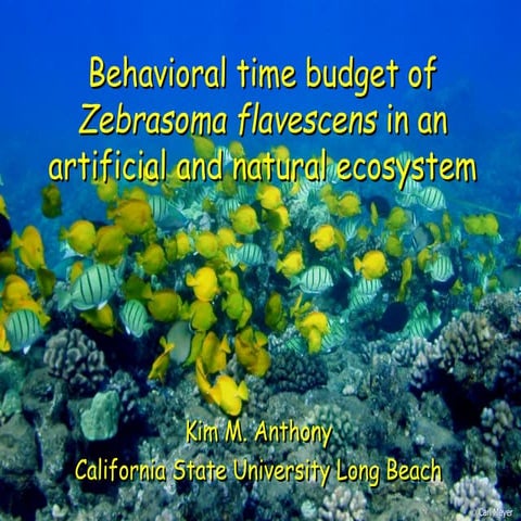 ASIH 2005 Yellow Tang Feeding Ecology