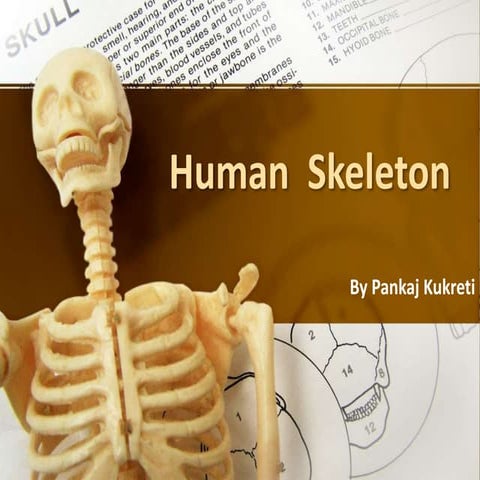 Human skeleton Bones