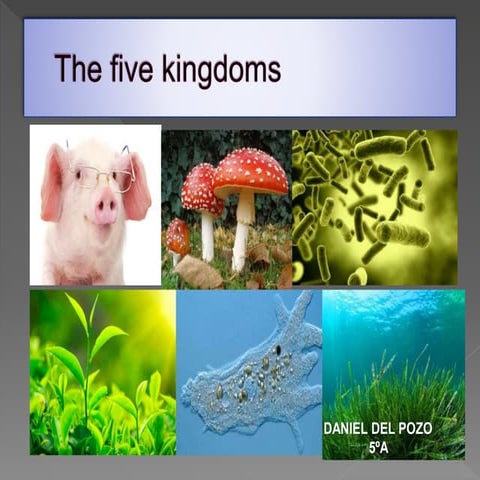 5º a dani pozo the five kingdoms
