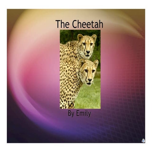 5 B Cheetah