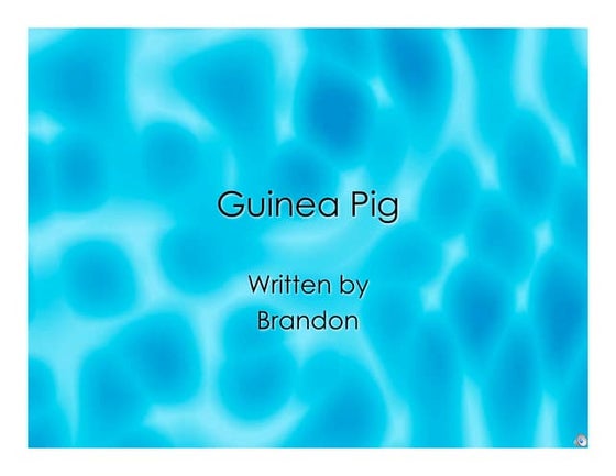 Guinea pig | PPT