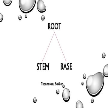 5 base   root and stem