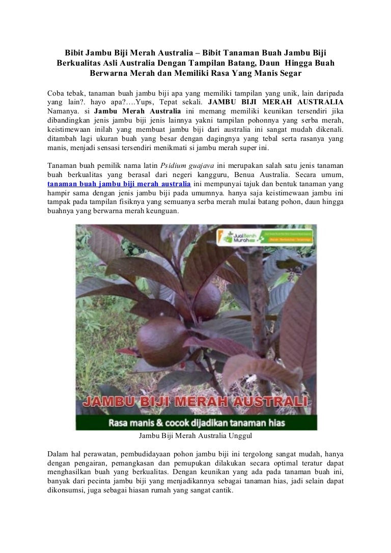 Bibit Jambu Biji Merah Australia Bibit Tanaman Buah Jambu Biji Berk