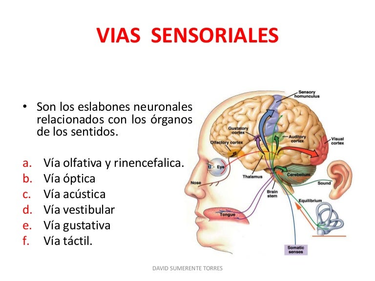 Sistema Nervioso Central Vías Sensoriales