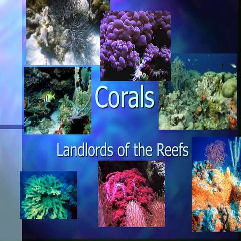 Coral Reef Ecosystem - Background Information | PPT