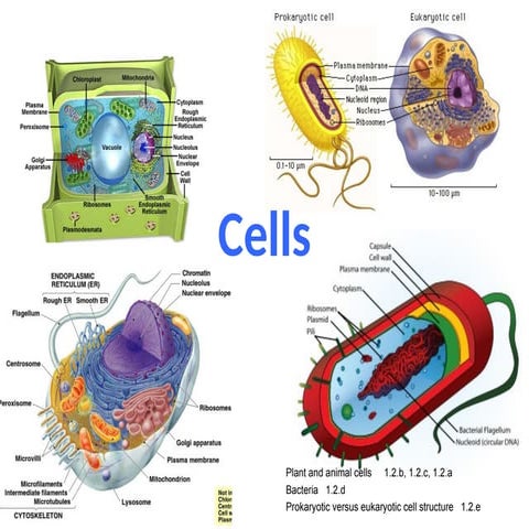 Structure of cells and function of organelles